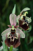 Late spider orchid flowers