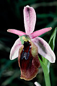 Crescent ophrys flower