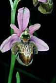 Aveyron ophrys