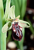 Dark ophrys flower
