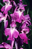 Early purple orchid flowers