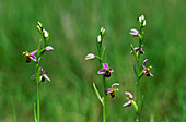 Bee orchid flowers