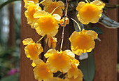 Orchid flowers (Dendrobium aggregatum)
