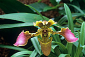 Venus slipper orchid (Paphiopedilum sp.)