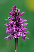Orchid flowers (Dactylorhiza maculata)
