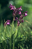 Bory's orchid flowers (Orchis boryi)