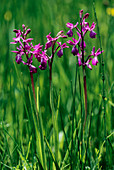 Loose-flowered orchids (Orchis laxiflora)