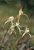 Common spider orchid