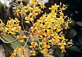 Orchid flowers (Oncidium polydenium)