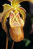 Phragmipedium 'Grande' orchid