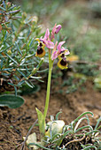 Sawfly orchid