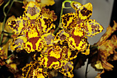 Cambria orchid flowers