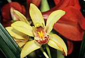 Orchid flower (Cymbidium sp.)