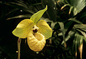 Paphiopedilum malipoense orchid
