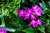 Orchid (Laelia gouldiana)