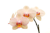 Orchid (Phalaenopsis 'Brother Lancer')