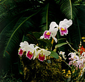 Orchid (Laeliocattleya 'Lily Poms)