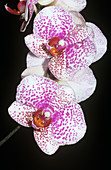 Orchid (Orchis phalaenopsis)