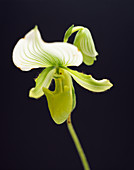 Slipper orchid (Paphiopedilum callosum)
