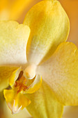 Yellow doritaenopsis orchid