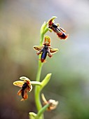 Bee orchid,Ophrys ciliata
