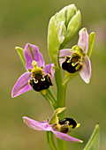 Bee orchid (Ophrys apifera)