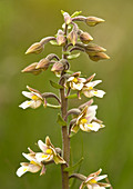 Marsh helleborine (Epipactis palustris)