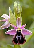 Horseshoe orchid (Ophrys ferrum-equinum)