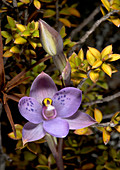 Broad leaved thelymira,Thelymitra decora