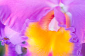 Blc. Triumphal Coronation 'Seto' orchid
