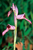 Tongue orchid (Serapias lingua)