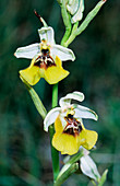 Lacaita's ophrys (Ophrys lacaitae)