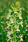 Orchis provincialis