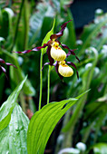 Cypripedium parviflorum