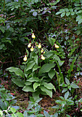 Cypripedium calceolus orchid