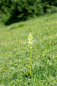 Platanthera chlorantha orchid