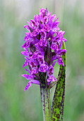 Early marsh orchid