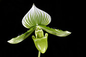 Paphiopedilum maudiae orchid