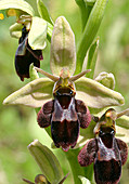 Bee x fly hybrid orchid