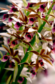 Nun's orchid (Phaius tankervilliae)