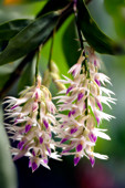 Dendrobium amethystoglossum orchid