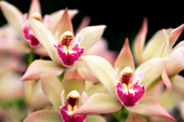 Orchid (Cymbidium hybrid)