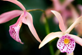 Orchid (Laeliocattleya hybrid)