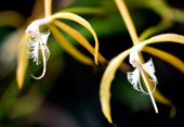 Orchid (Epidendrum ciliare)