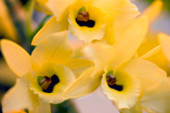 Orchid (Dendrobium hybrid)