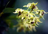 Dendrobium latouria orchid