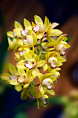 Orchid (Cymbidium hybrid)
