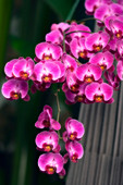 Orchid (Phalaenopsis hybrid)