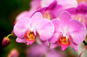 Orchid (Phalaenopsis hybrid)