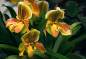 Paphiopedilum olivette orchid